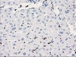 DEF8 Mouse anti-Human, Clone: OTI4B6, liquid, TrueMAB 100 &mu;L; Unconjugated:Antibodies,