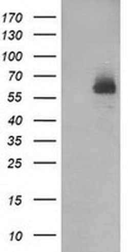 DEF8 Monoclonal Antibody (OTI2H4), TrueMAB , OriGene 100 &mu;L; Unconjugated:Antibodies,