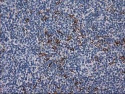 DES Monoclonal Antibody (OTI4G1), TrueMAB , OriGene 30 &mu;L; Unconjugated:Antibodies,