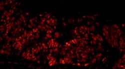 DFF45/DFFA Polyclonal Antibody, Bethyl Laboratories 100 &mu;L; Unconjugated:Antibodies,