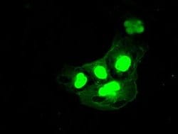 DFF45 Mouse anti-Human, Clone: OTI3F12, liquid, TrueMAB 100 &mu;L; Unconjugated:Antibodies,