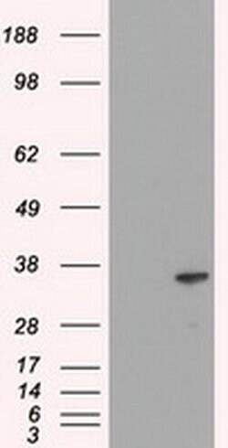 DFF45 Mouse anti-Human, Clone: OTI3F12, liquid, TrueMAB 100 &mu;L; Unconjugated:Antibodies,