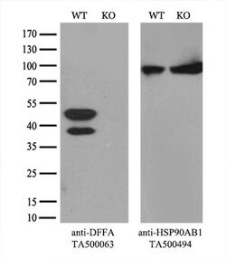 DFF45 Mouse anti-Human, Clone: OTI3F12, liquid, TrueMAB 100 &mu;L; Unconjugated:Antibodies,