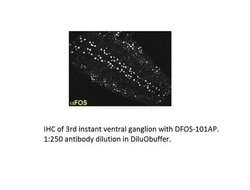 DFos Rabbit anti-Drosophila, Polyclonal, FabGennix 200 &mu;L; Unconjugated:Antibodies,