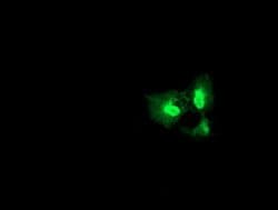 DGKA Monoclonal Antibody (OTI6B3), TrueMAB , OriGene 30 &mu;L; Unconjugated:Antibodies,