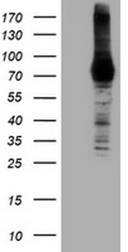 DGKA Monoclonal Antibody (OTI6A11), TrueMAB , OriGene 30 &mu;L; Unconjugated:Antibodies,