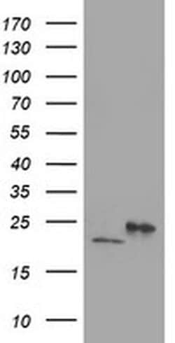 DHFRL1 Monoclonal Antibody (OTI1E2), TrueMAB , OriGene:Antibodies:Primary