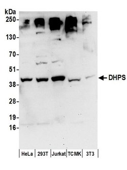 DHPS Rabbit anti-Human, Mouse, Polyclonal, Bethyl Laboratories 10 &mu;L;