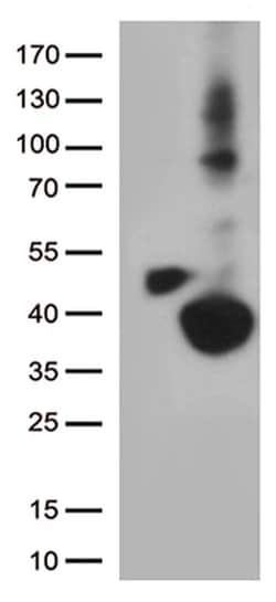 DHRS1 Monoclonal Antibody (OTI4C12), TrueMAB , OriGene:Antibodies:Primary