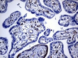 DHRS4L2 Mouse anti-Human, Clone: OTI4A10, lyophilized, TrueMAB 100 &mu;g;
