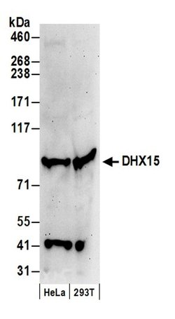 DHX15 Polyclonal Antibody, Bethyl Laboratories 20 &mu;L; Unconjugated:Antibodies,