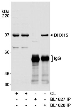 DHX15 Rabbit anti-Human, Polyclonal, Bethyl Laboratories 100 &mu;L; Unconjugated:Antibodies,