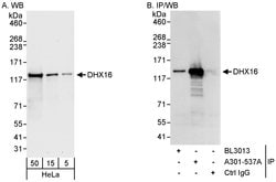 DHX16 Rabbit anti-Human, Polyclonal, Bethyl Laboratories 100 &mu;L; Unconjugated:Antibodies,
