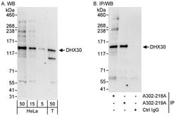 DHX30 Rabbit anti-Human, Polyclonal, Bethyl Laboratories 100 &mu;L; Unconjugated:Antibodies,