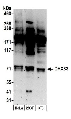 DHX33 Polyclonal Antibody, Bethyl Laboratories:Antibodies:Primary Antibodies