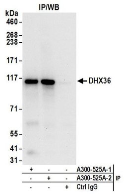 DHX36 Rabbit anti-Human, Mouse, Polyclonal, Bethyl Laboratories 100 &mu;l;