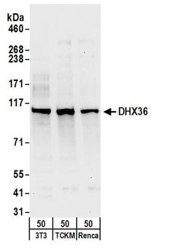 DHX36 Rabbit anti-Human, Mouse, Polyclonal, Bethyl Laboratories 100 &mu;l;