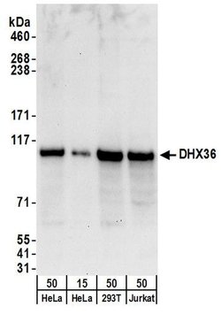DHX36 Rabbit anti-Human, Mouse, Polyclonal, Bethyl Laboratories 100 &mu;l;