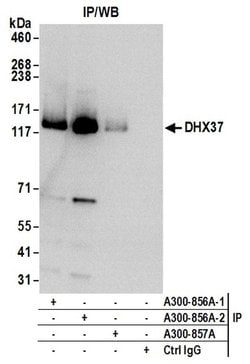 DHX37 Rabbit anti-Human, Polyclonal, Bethyl Laboratories 100 &mu;L; Unconjugated:Antibodies,