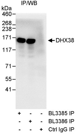 DHX38 Rabbit anti-Human, Polyclonal, Bethyl Laboratories 10 &mu;L; Unconjugated:Antibodies,