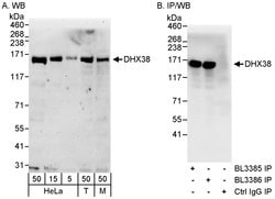 DHX38 Rabbit anti-Human, Mouse, Polyclonal, Bethyl Laboratories 100 &mu;L;