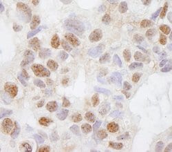 DHX38 Polyclonal Antibody, Bethyl Laboratories 100 &mu;L; Unconjugated:Antibodies,