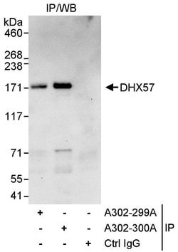 DHX57 Rabbit anti-Human, Polyclonal, Bethyl Laboratories 100 &mu;L; Unconjugated:Antibodies,