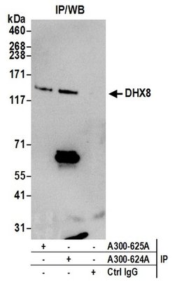 DHX8 Rabbit anti-Human, Mouse, Polyclonal, Bethyl Laboratories 100 &mu;L;