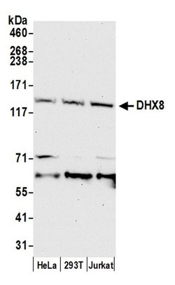 DHX8 Polyclonal Antibody, Bethyl Laboratories 20 &mu;L; Unconjugated:Antibodies,