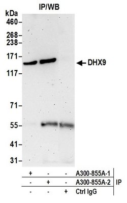 DHX9 Rabbit anti-Human, Polyclonal, Bethyl Laboratories 100 &mu;L; Unconjugated:Antibodies,