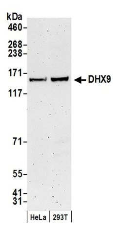 DHX9 Rabbit anti-Human, Polyclonal, Bethyl Laboratories 100 &mu;L; Unconjugated:Antibodies,