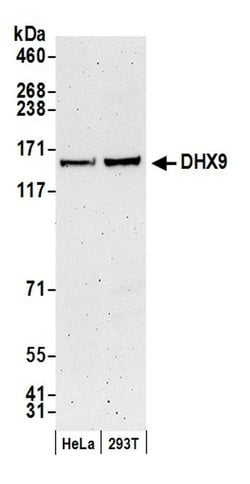 DHX9 Polyclonal Antibody, Bethyl Laboratories 20 &mu;L; Unconjugated:Antibodies,