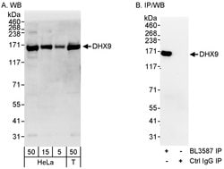 DHX9 Rabbit anti-Human, Polyclonal, Bethyl Laboratories 100 &mu;L; Unconjugated:Antibodies,