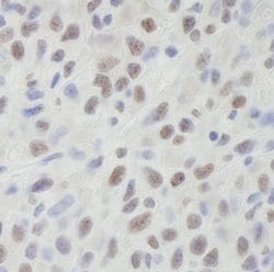 DHX9 Polyclonal Antibody, Bethyl Laboratories:Antibodies:Primary Antibodies