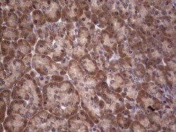 DICER1 Monoclonal Antibody (OTI1G8), TrueMAB , OriGene 100 &mu;L; Unconjugated:Antibodies,