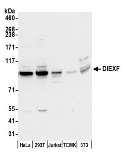 DIEXF/C1orf107 Polyclonal Antibody, Bethyl Laboratories 20 &mu;L; Unconjugated:Antibodies,