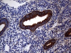 DIRAS2 Monoclonal Antibody (OTI8A5), TrueMAB , OriGene 100 &mu;L; Unconjugated:Antibodies,