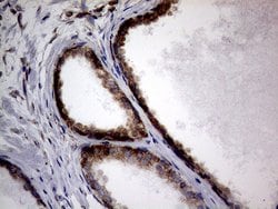 DIRAS2 Monoclonal Antibody (OTI8A5), TrueMAB , OriGene 100 &mu;L; Unconjugated:Antibodies,