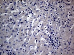 DIRAS2 Monoclonal Antibody (OTI8A5), TrueMAB , OriGene 100 &mu;L; Unconjugated:Antibodies,