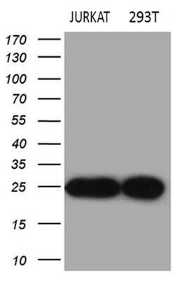 DIRAS2 Mouse anti-Human, Clone: OTI9G7, lyophilized, TrueMAB 100 &mu;g;