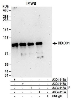 DIXDC1 Rabbit anti-Human, Polyclonal, Bethyl Laboratories 100 &mu;L; Unconjugated:Antibodies,