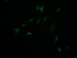 DIXDC1 Monoclonal Antibody (OTI1B3), TrueMAB , OriGene 100 &mu;L; Unconjugated:Antibodies,