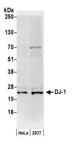 DJ-1 Rabbit anti-Human, Mouse, Polyclonal, Bethyl Laboratories 100 &mu;l;