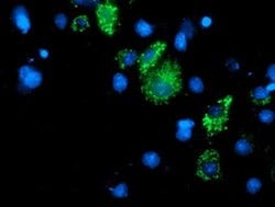 DLD Monoclonal Antibody (OTI6G6), TrueMAB , OriGene 100 &mu;L; Unconjugated:Antibodies,