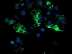 DLD Monoclonal Antibody (OTI4A10), TrueMAB , OriGene 30 &mu;L; Unconjugated:Antibodies,