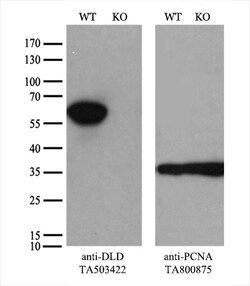 DLD Monoclonal Antibody (OTI4A10), TrueMAB , OriGene:Antibodies:Primary
