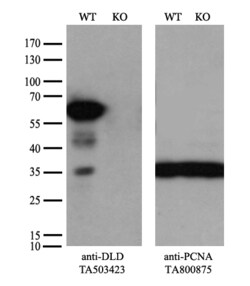 DLD Monoclonal Antibody (OTI4D5), TrueMAB , OriGene 30 &mu;L; Unconjugated:Antibodies,