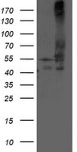 DLD Mouse anti-Canine, Human, Mouse, Rat, Clone: OTI8A10, lyophilized,