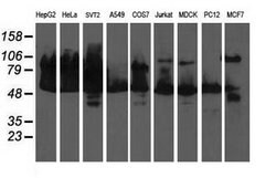 DLD Mouse anti-Canine, Human, Mouse, Rat, Clone: OTI8A10, lyophilized,