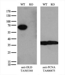 DLD Mouse anti-Canine, Human, Mouse, Rat, Clone: OTI8A10, lyophilized,